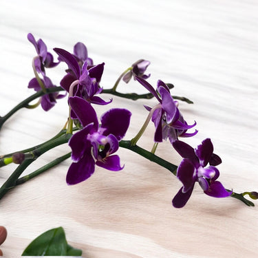 Purple Mini Orchid in Glass Vase